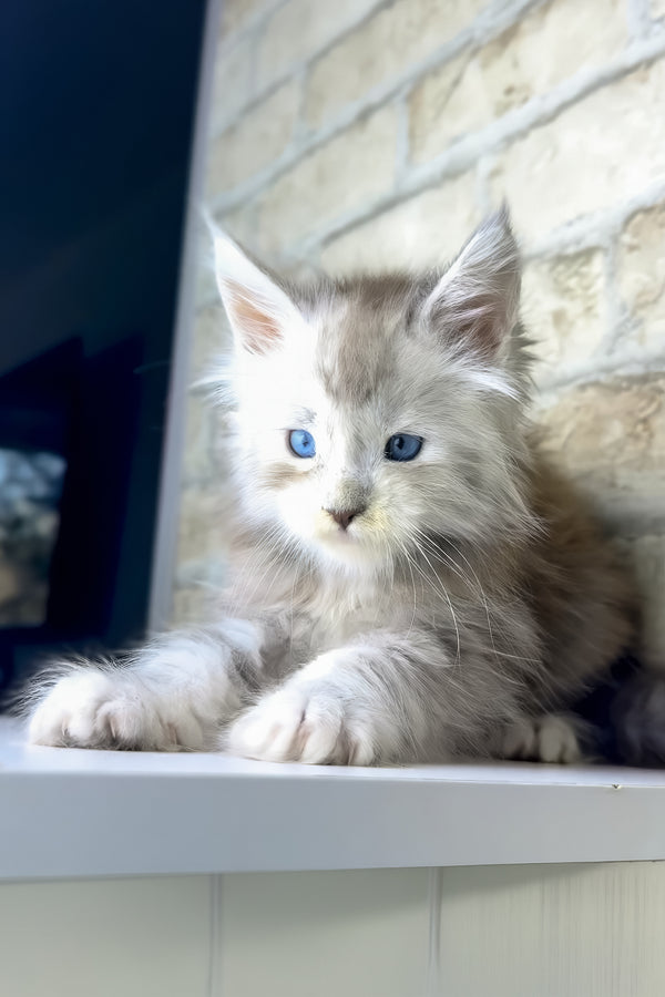 Vegas | Maine Coon Kitten