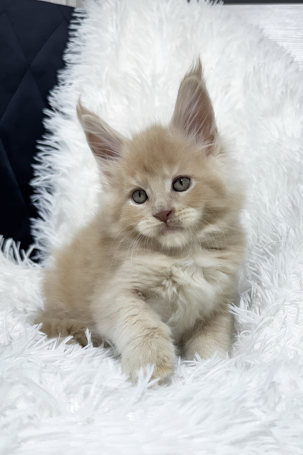 Vegas | Maine Coon Kitten