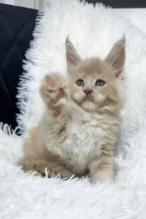 Vegas | Maine Coon Kitten