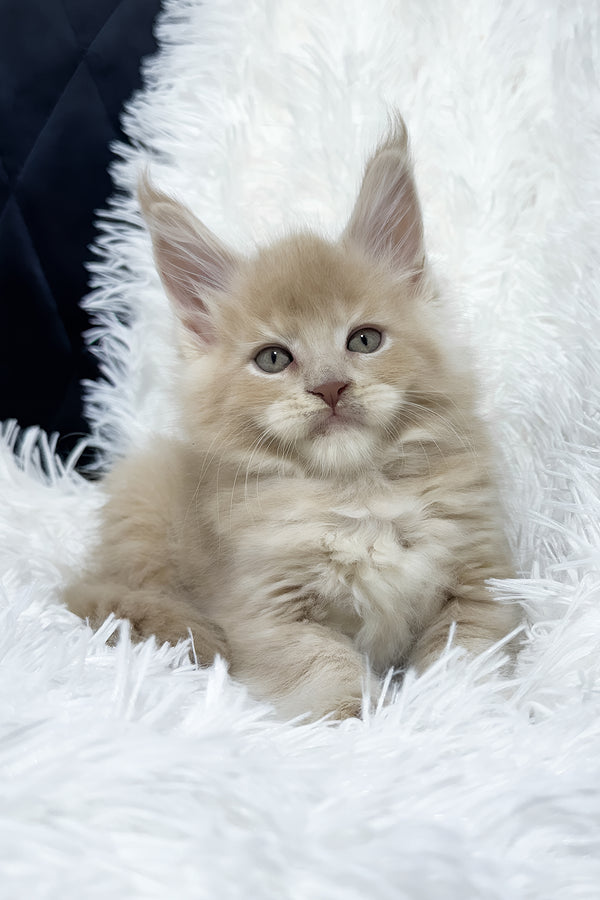 Vegas | Maine Coon Kitten