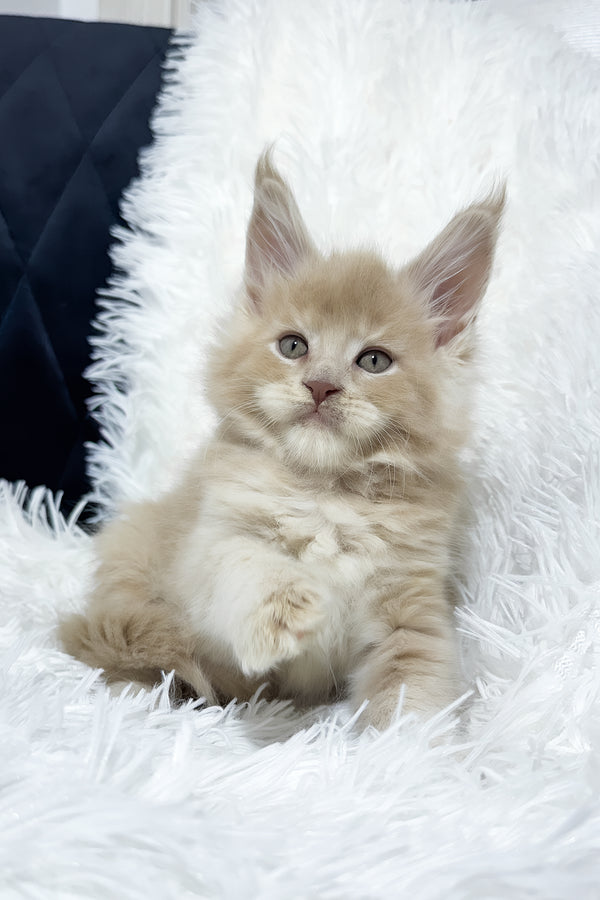 Vegas | Maine Coon Kitten