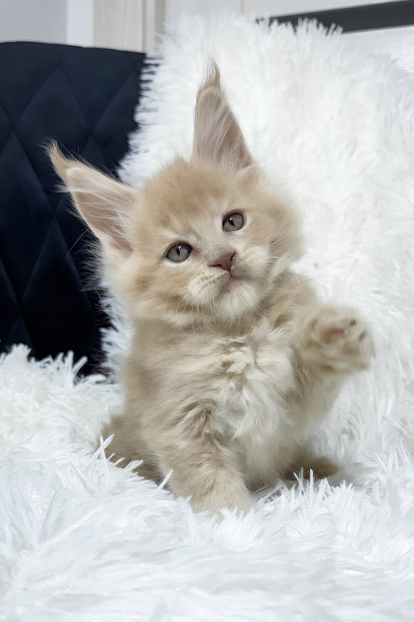 Vegas | Maine Coon Kitten