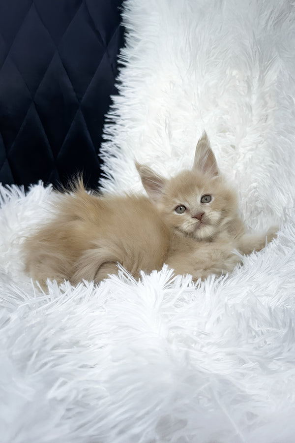 Vegas | Maine Coon Kitten