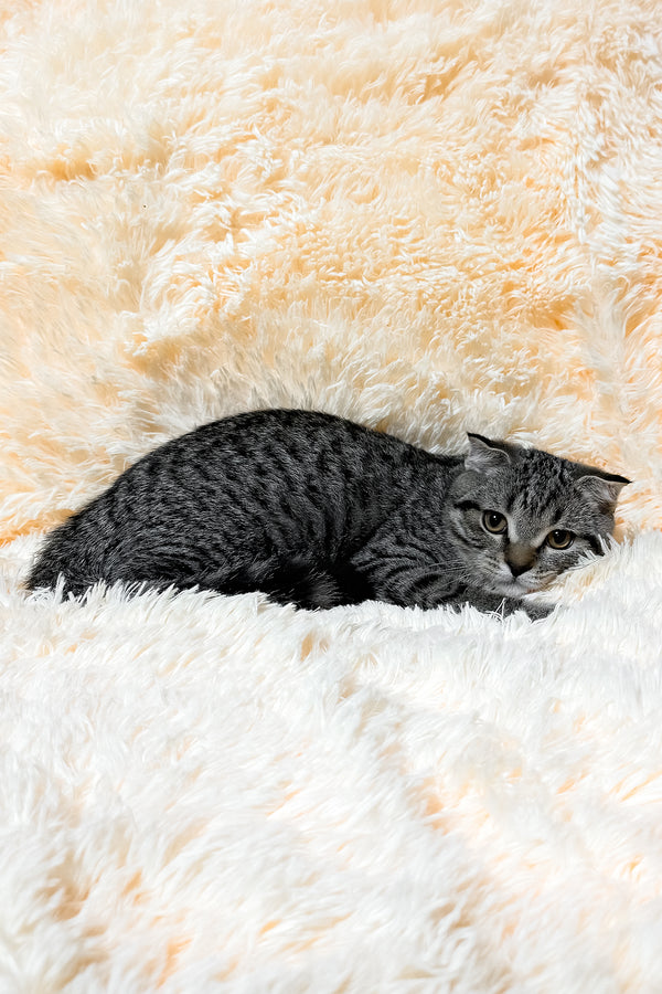 Venya | Scottish Fold Kitten
