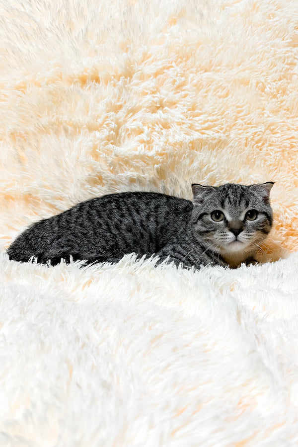 Venya | Scottish Fold Kitten