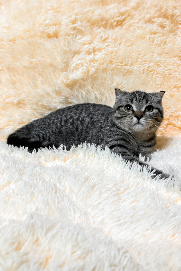 Venya | Scottish Fold Kitten
