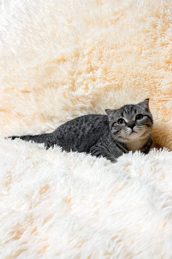 Venya | Scottish Fold Kitten