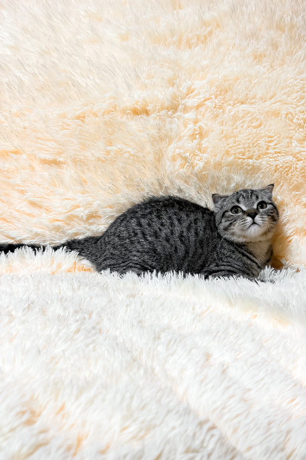 Venya | Scottish Fold Kitten