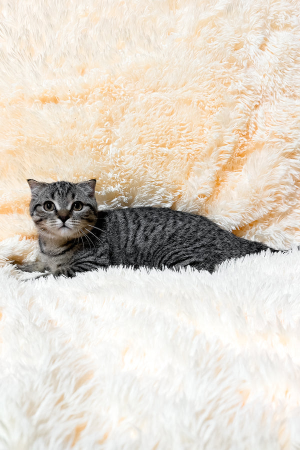 Venya | Scottish Fold Kitten