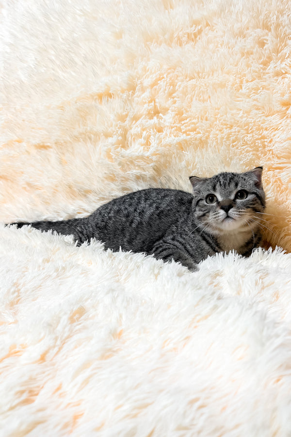 Venya | Scottish Fold Kitten