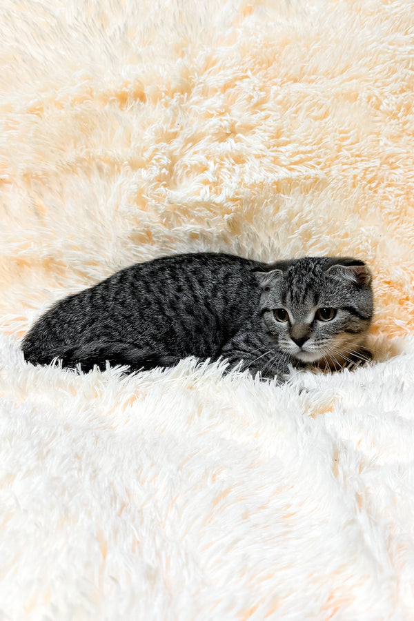 Venya | Scottish Fold Kitten
