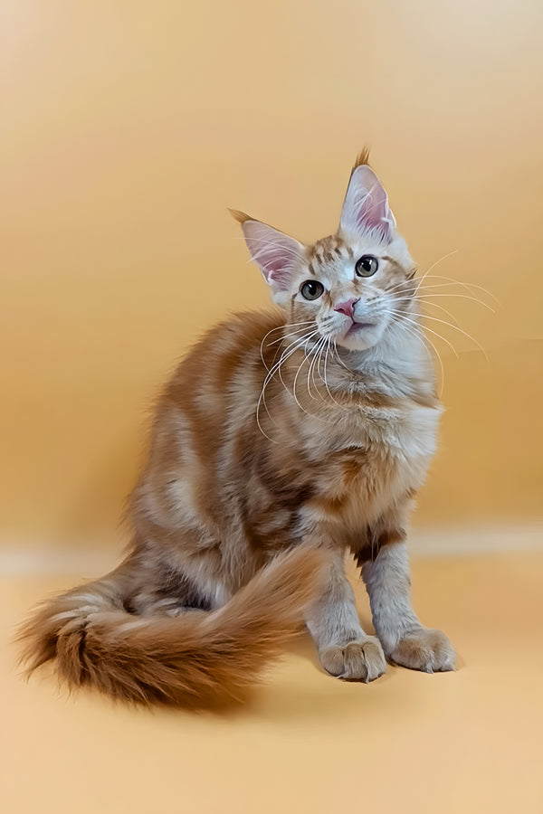 Vermut | Maine Coon Kitten