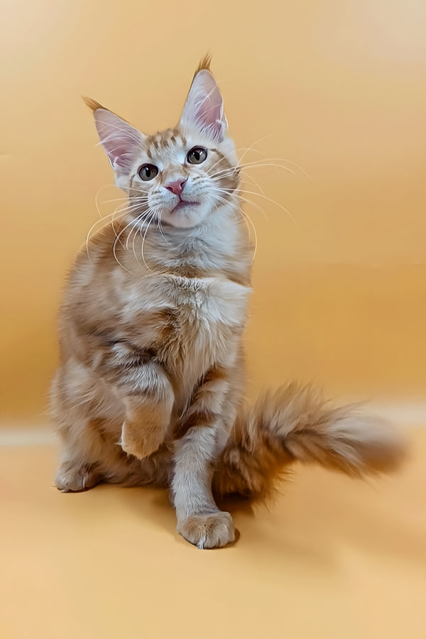 Vermut | Maine Coon Kitten