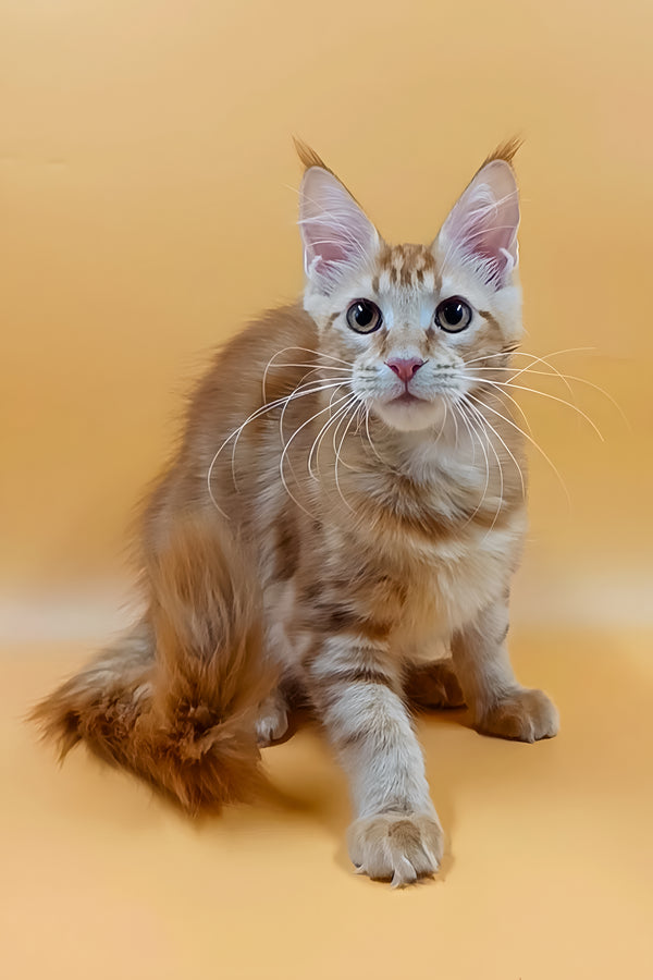 Vermut | Maine Coon Kitten