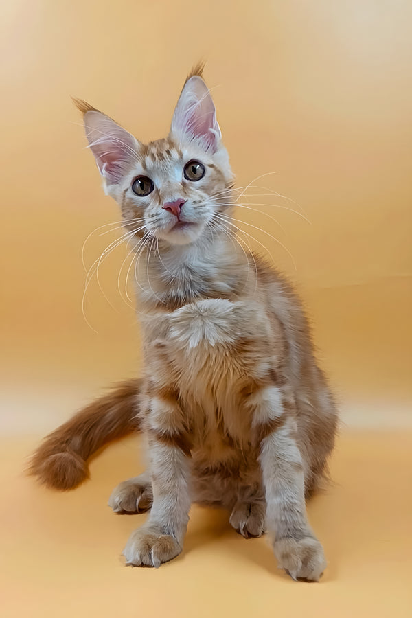 Vermut | Maine Coon Kitten