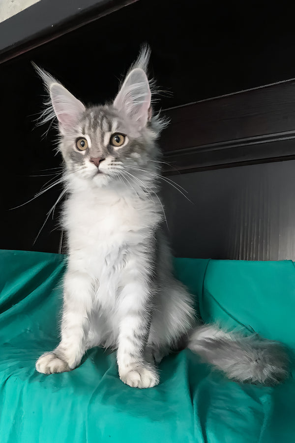 Verona | Maine Coon Kitten