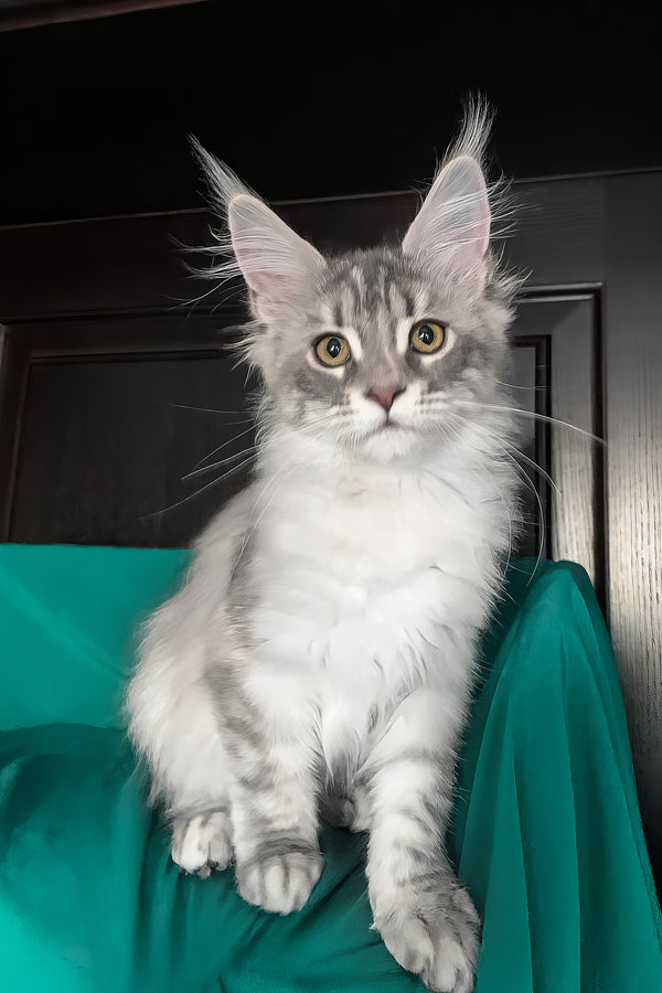 Verona | Maine Coon Kitten