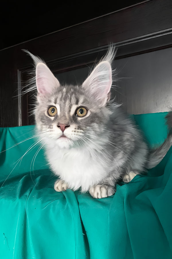 Verona | Maine Coon Kitten