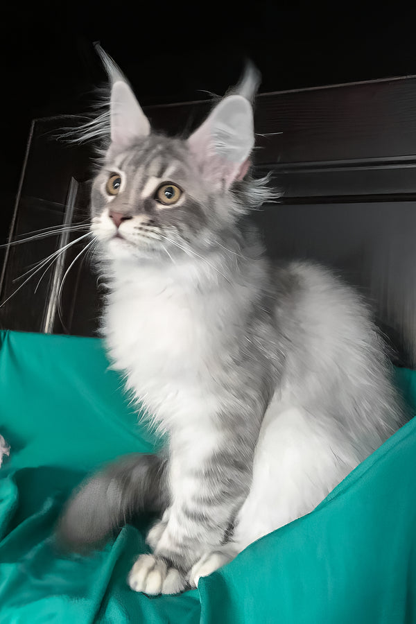 Verona | Maine Coon Kitten