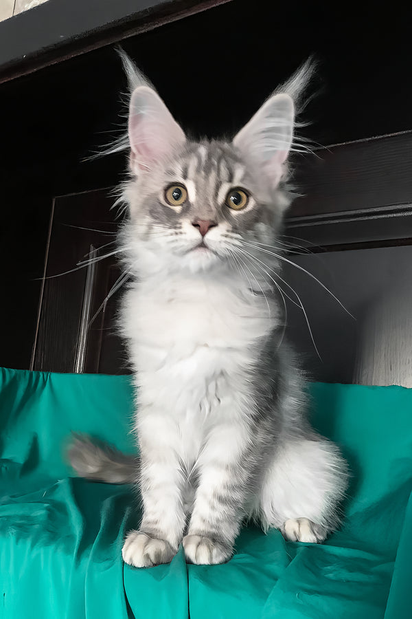 Verona | Maine Coon Kitten