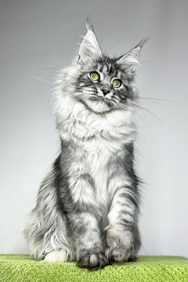 Vera | Maine Coon Kitten