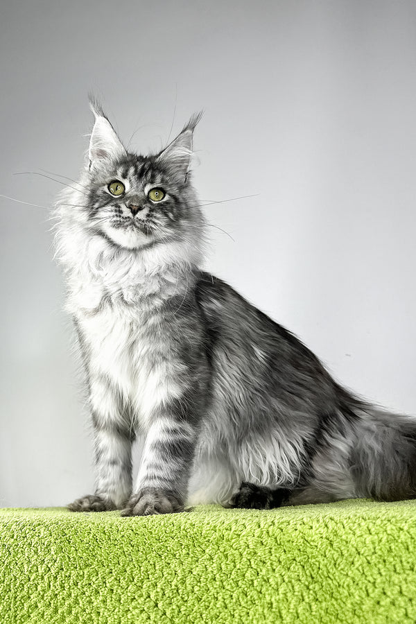 Vera | Maine Coon Kitten