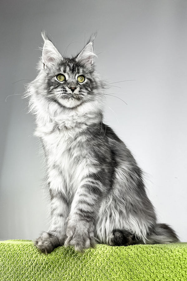 Vera | Maine Coon Kitten