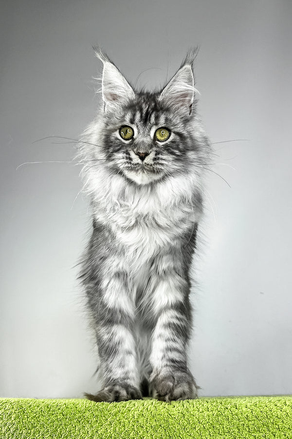 Vera | Maine Coon Kitten