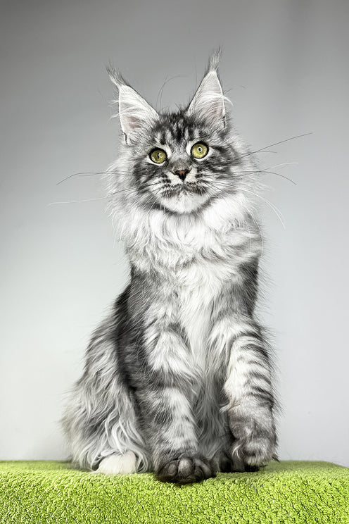 Vera | Maine Coon Kitten