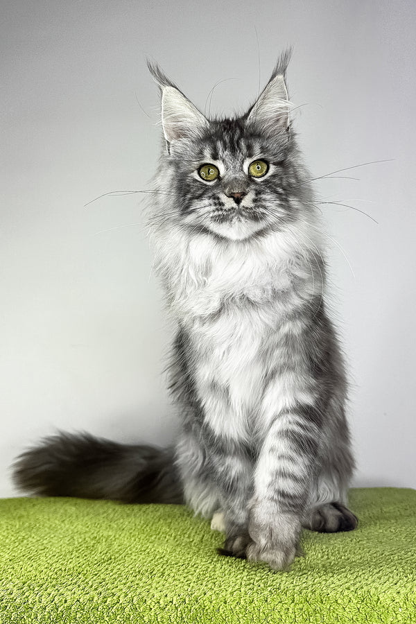 Vera | Maine Coon Kitten