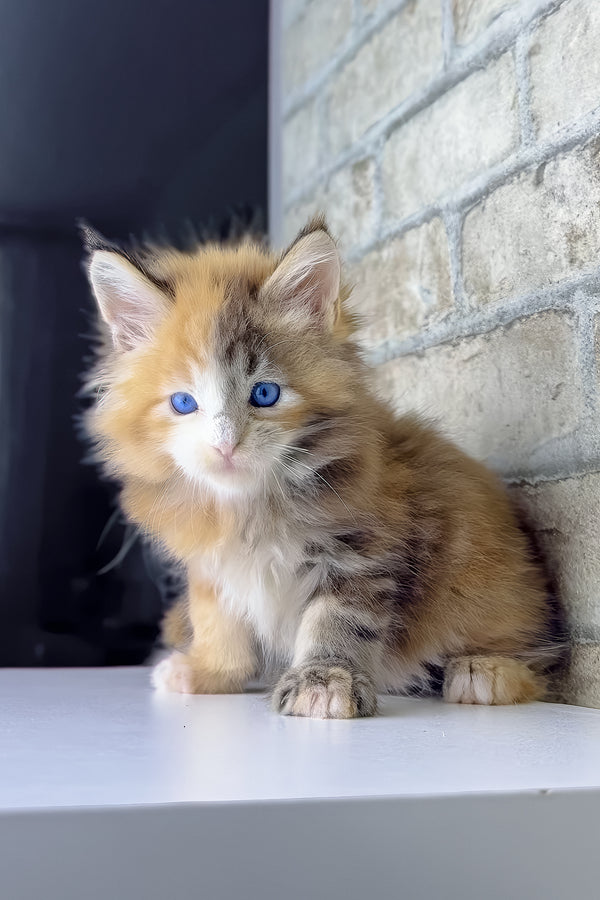 Verona | Maine Coon Kitten