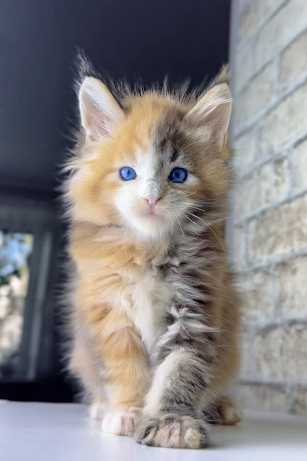 Verona | Maine Coon Kitten