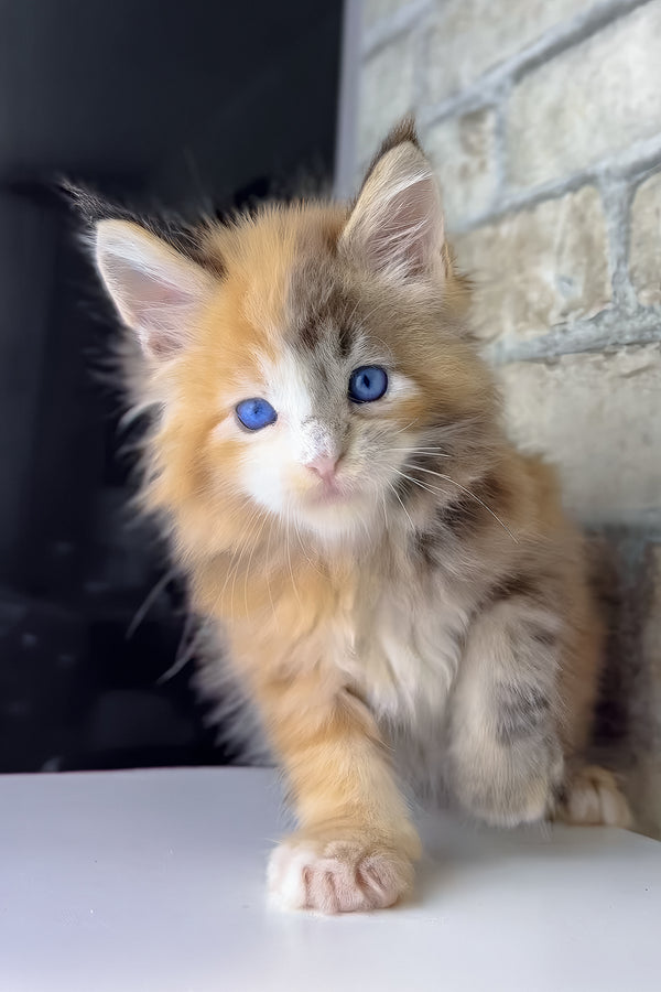 Verona | Maine Coon Kitten