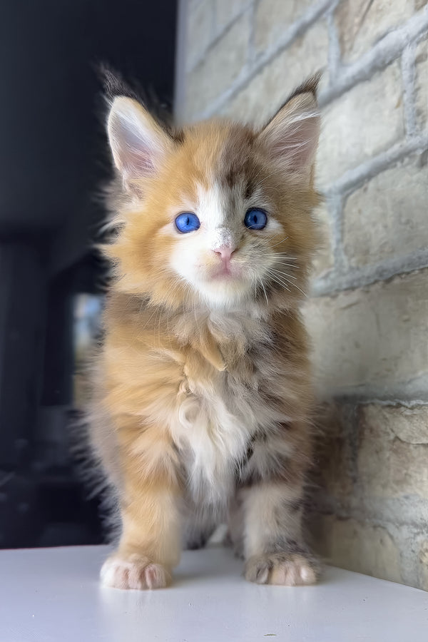 Verona | Maine Coon Kitten