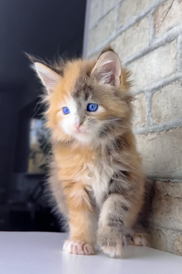 Verona | Maine Coon Kitten