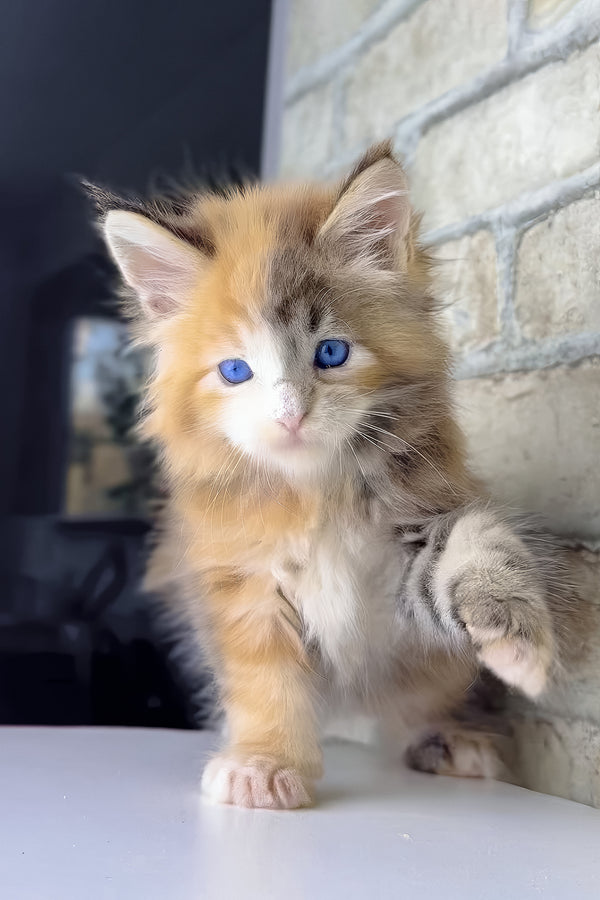 Verona | Maine Coon Kitten