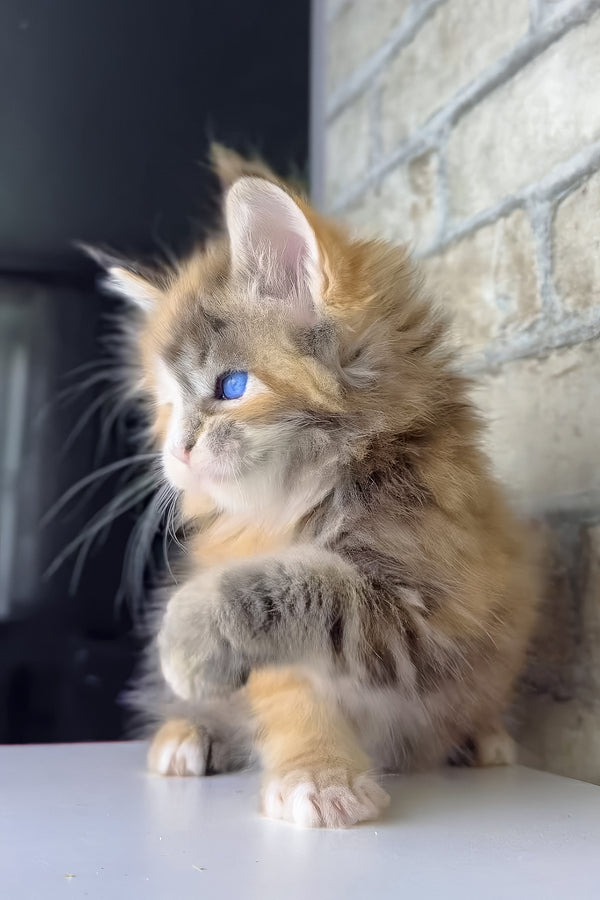 Verona | Maine Coon Kitten