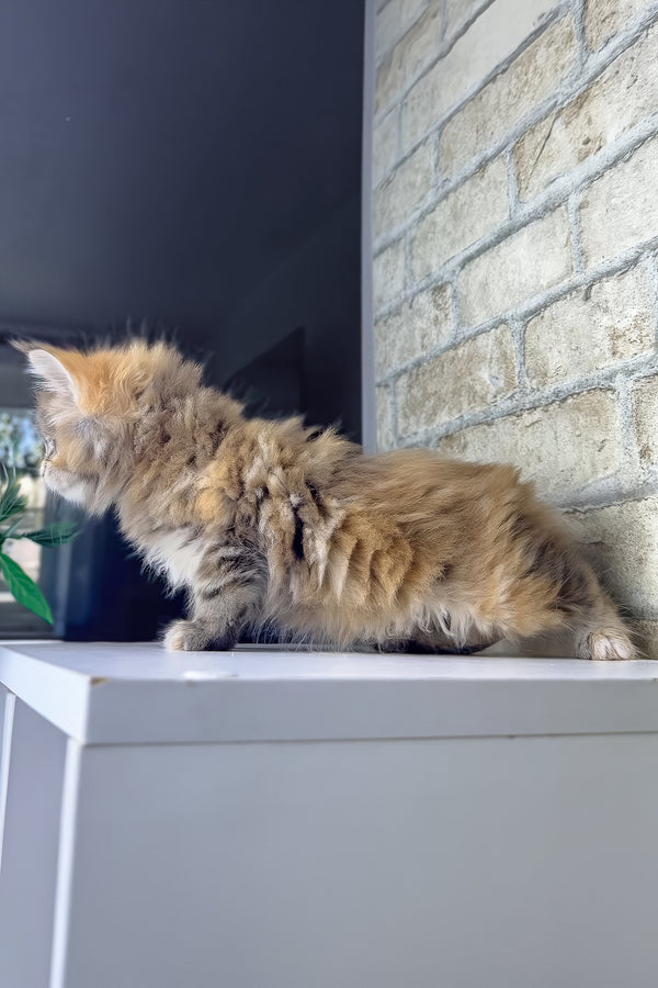 Verona | Maine Coon Kitten