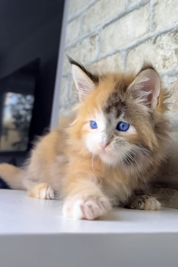 Verona | Maine Coon Kitten