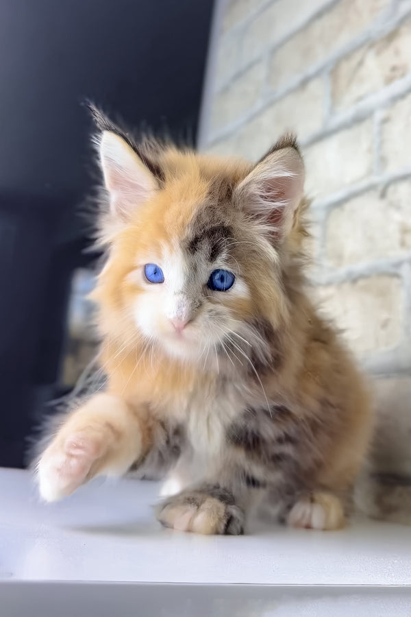 Verona | Maine Coon Kitten