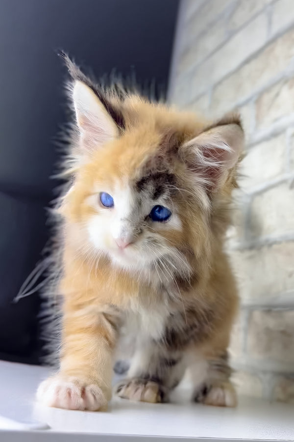 Verona | Maine Coon Kitten
