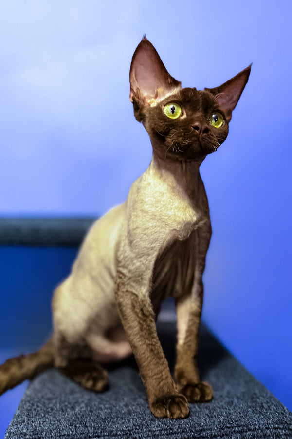 Veronica | Devon Rex Kitten