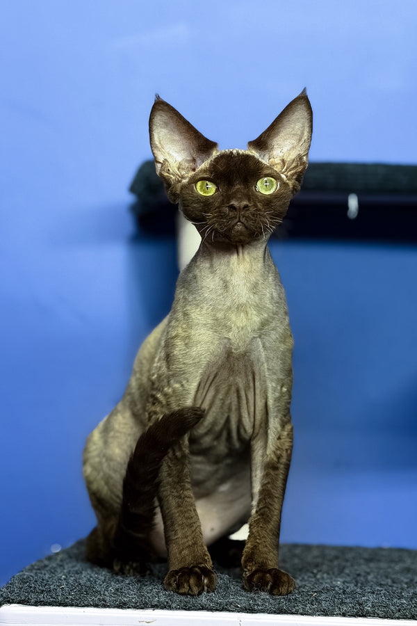 Veronica | Devon Rex Kitten