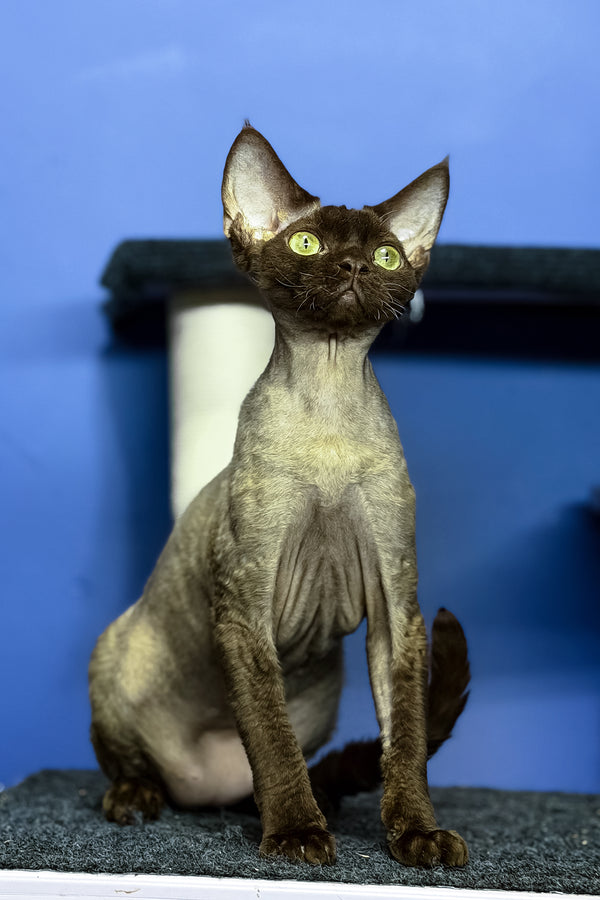 Veronica | Devon Rex Kitten