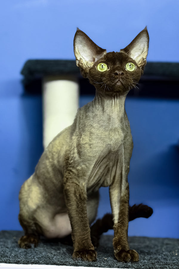 Veronica | Devon Rex Kitten