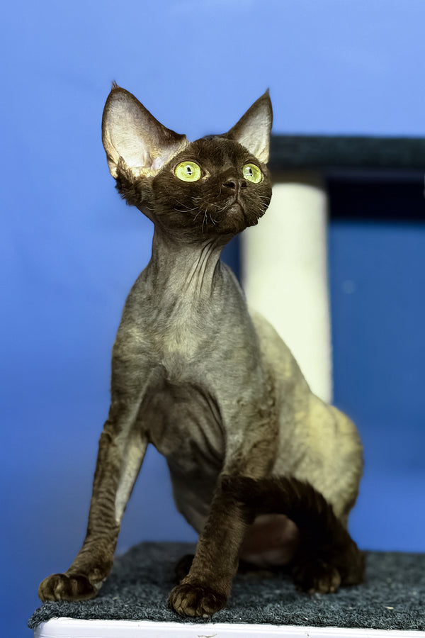 Veronica | Devon Rex Kitten