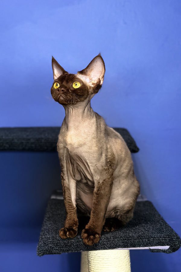 Veronica | Devon Rex Kitten