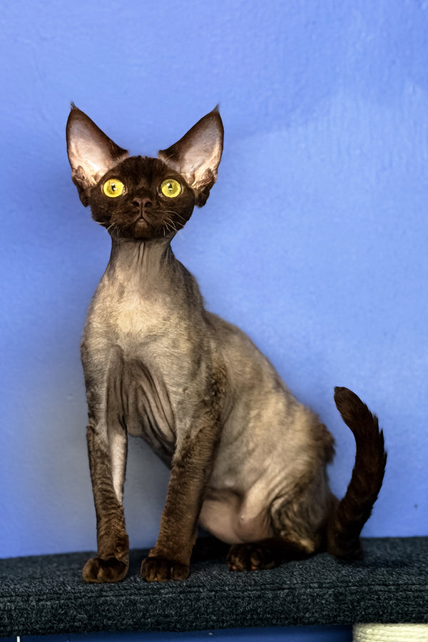 Veronica | Devon Rex Kitten