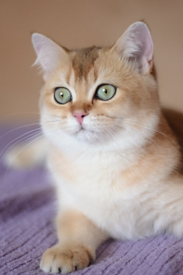 Vesta | British Shorthair Kitten