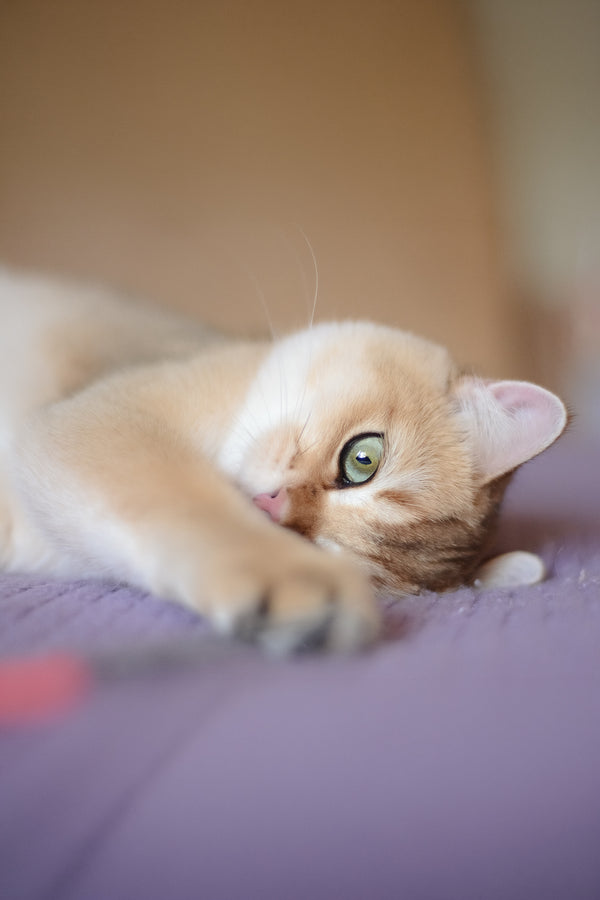 Vesta | British Shorthair Kitten
